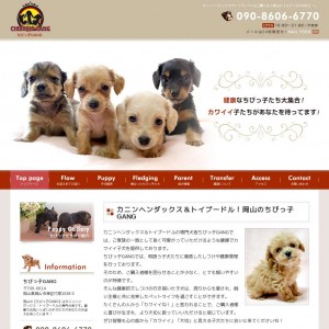岡山のカニンヘンダックス トイプードル専門犬舎 | ちびっ子GANG