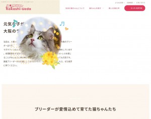 Cattery Kakashi-Ueda